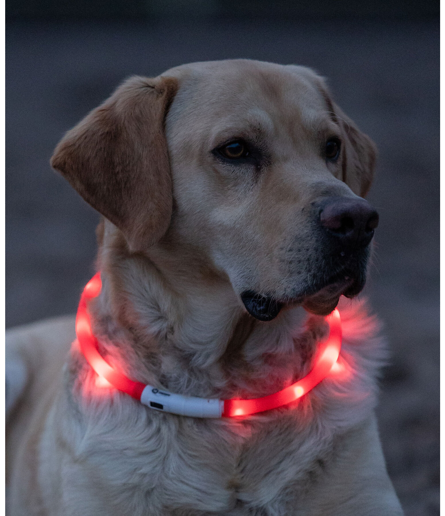 LED-Leuchthalsband fr Hunde