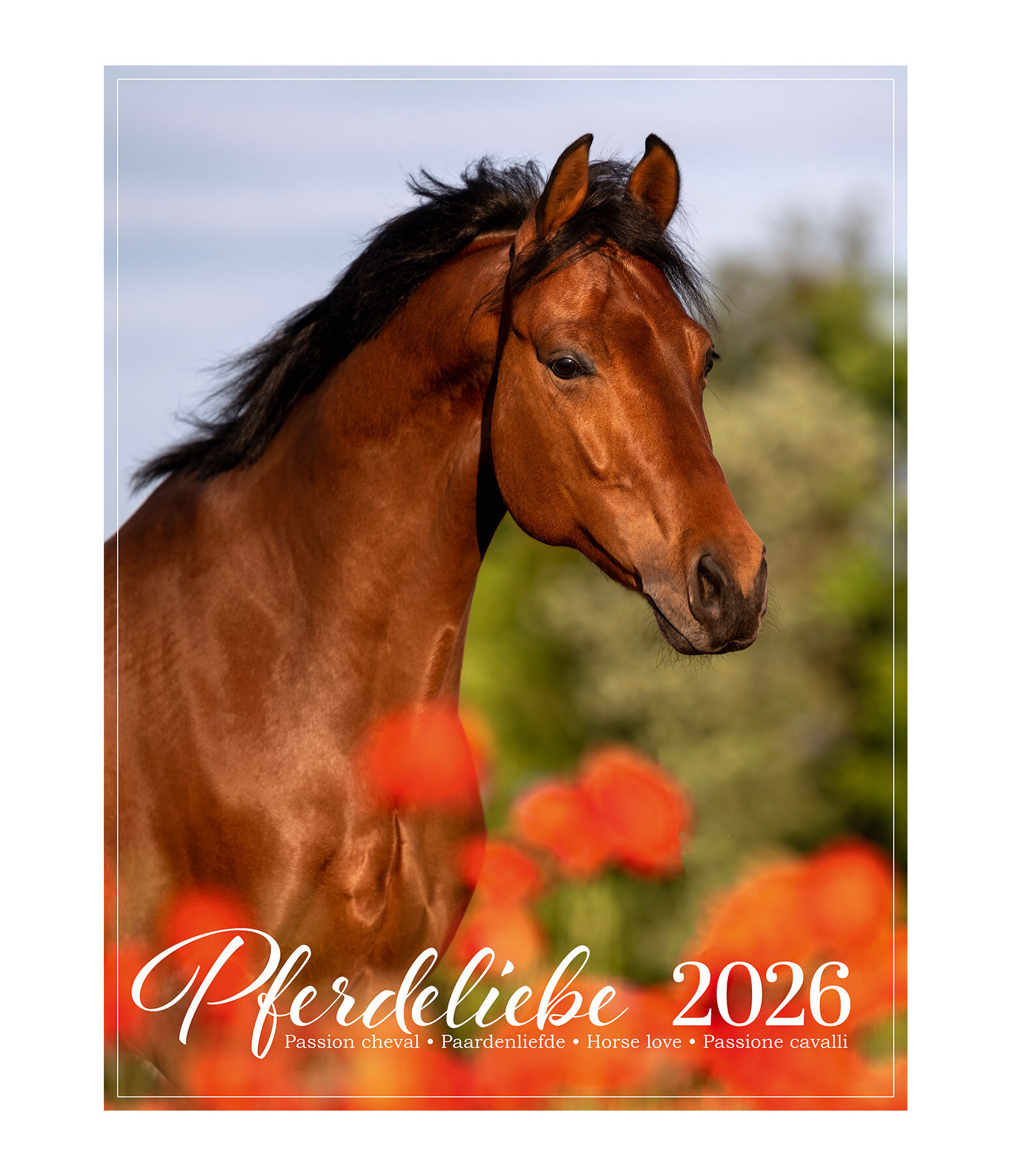 Pferdeliebe Kalender 2026