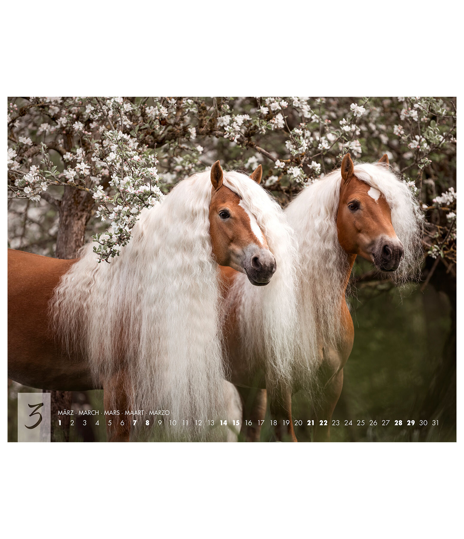 Haflinger Kalender 2026