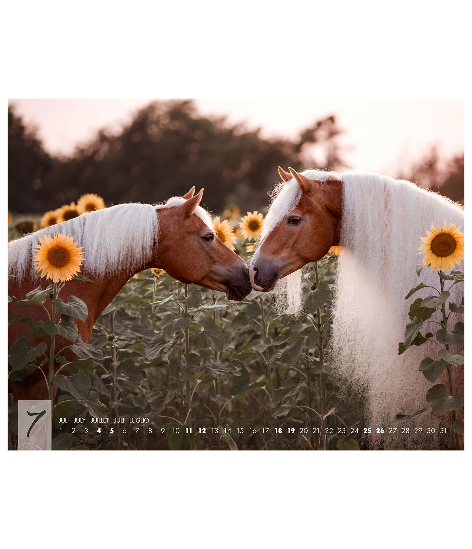Haflinger Kalender 2026