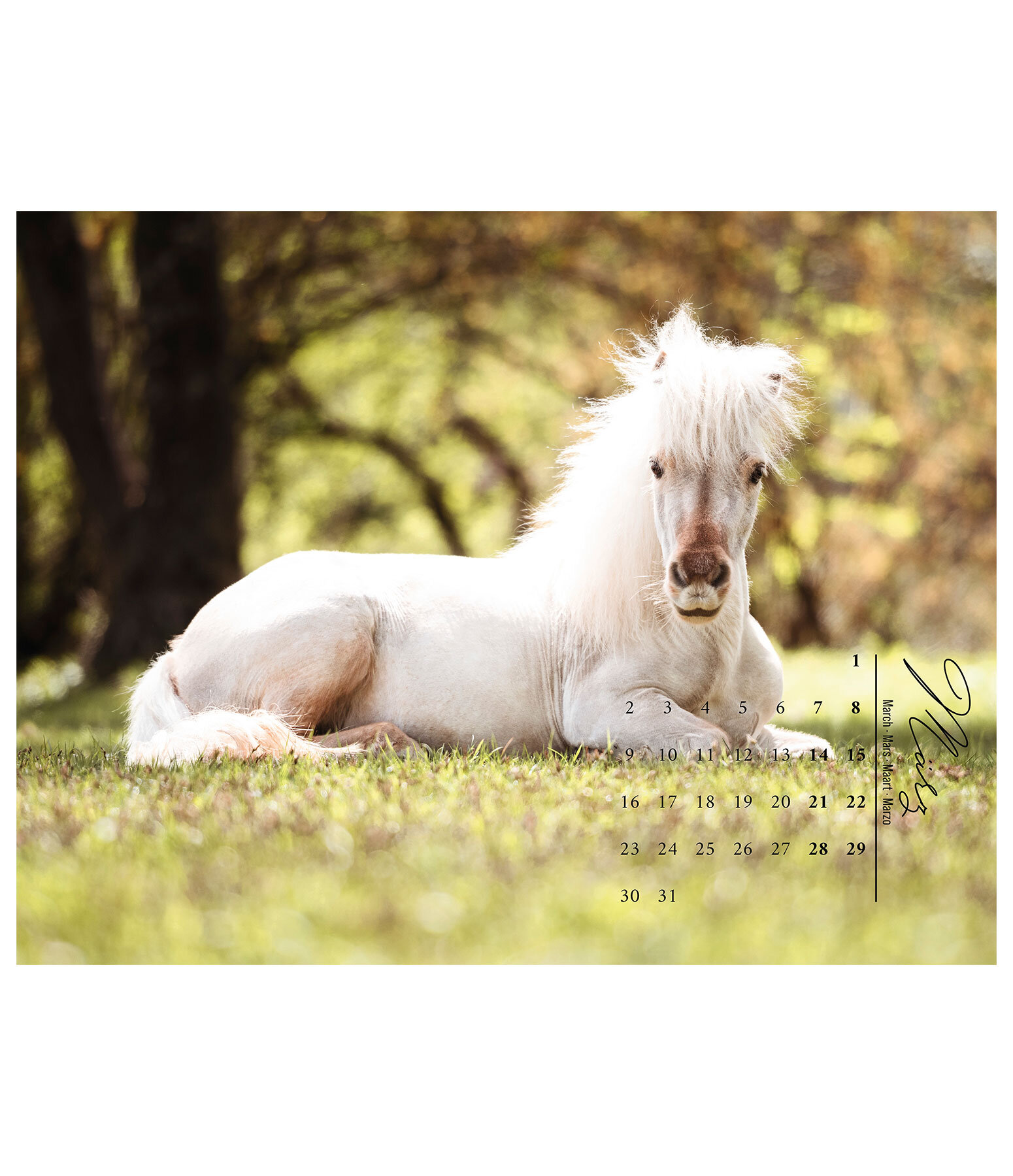 Pony Kalender 2026