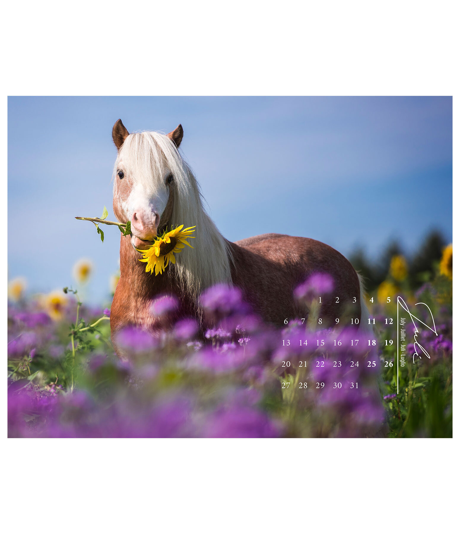 Pony Kalender 2026