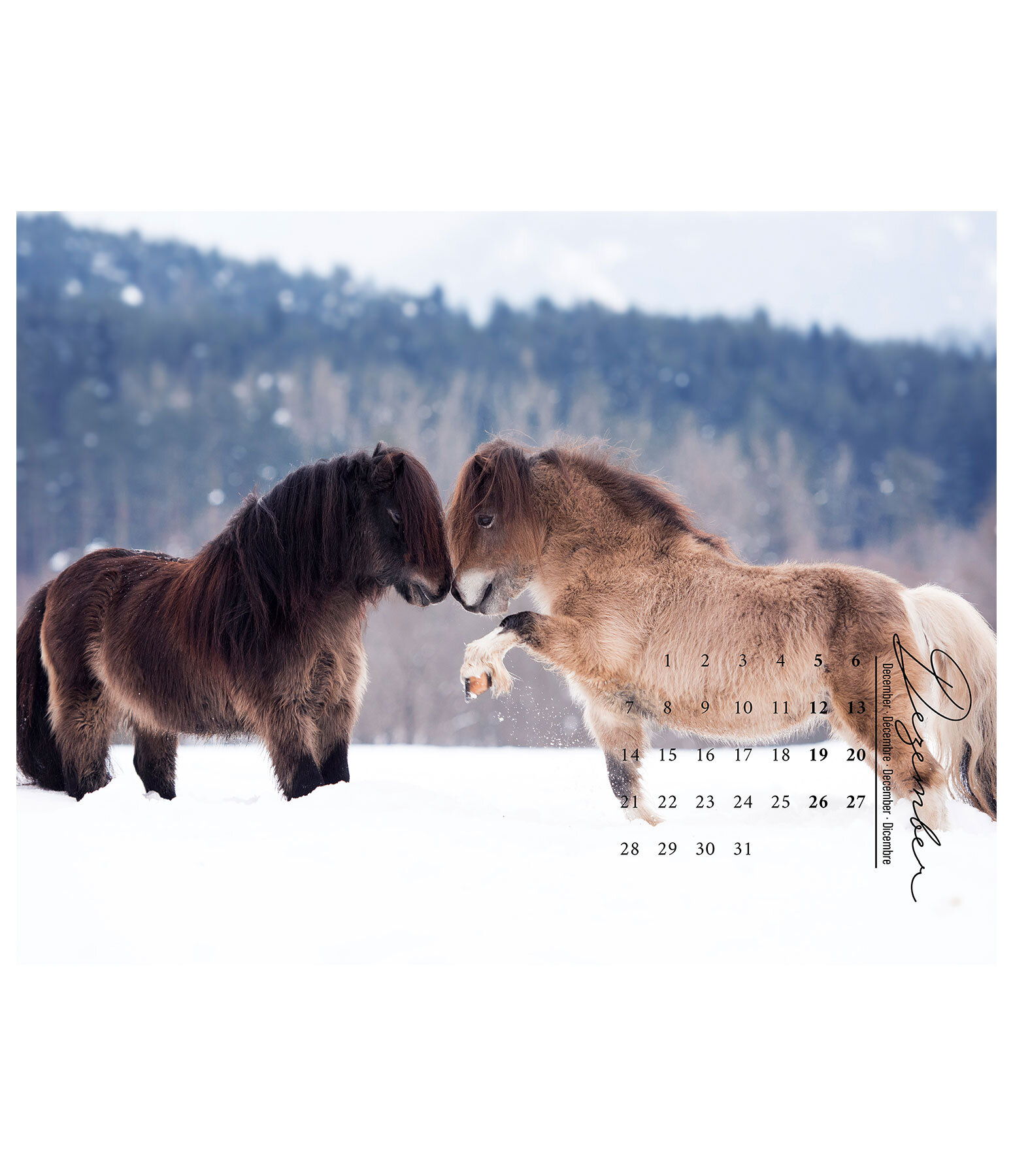 Pony Kalender 2026