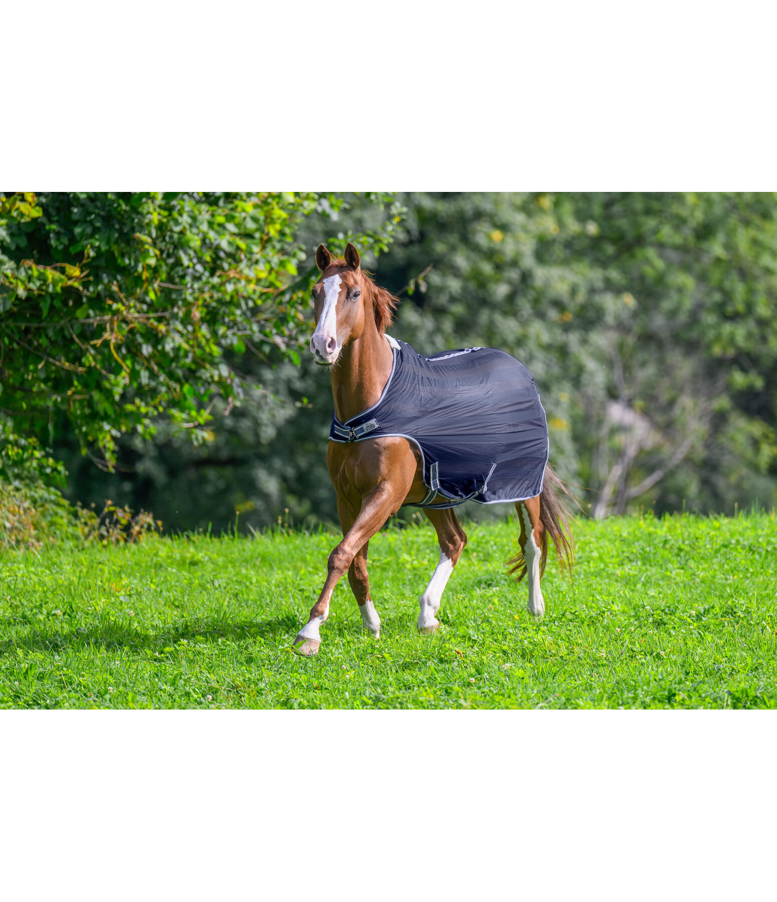 Fliegenschutz-Walker Economy Light