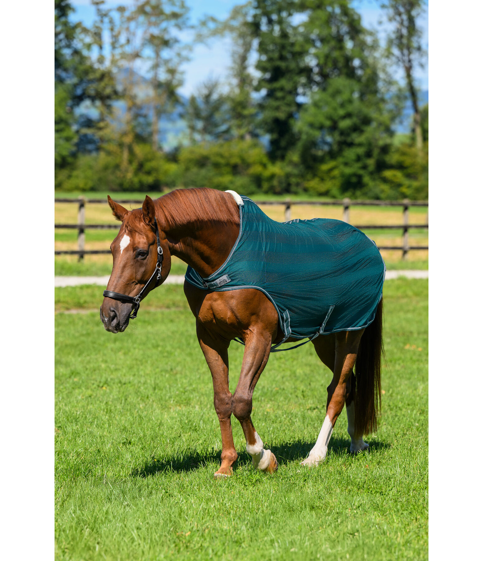 Fliegenschutz-Walker Economy Light