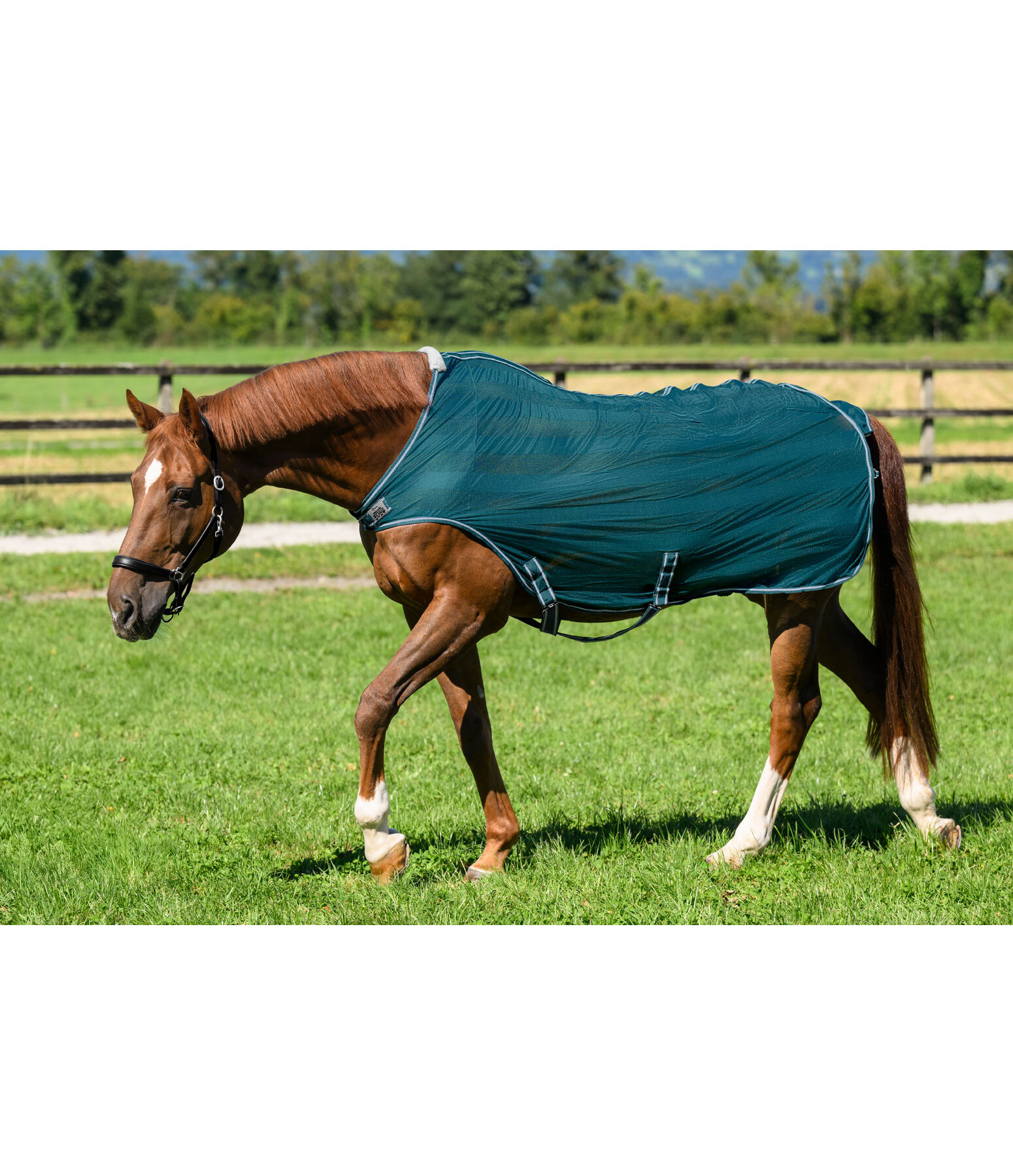 Fliegenschutz-Walker Economy Light