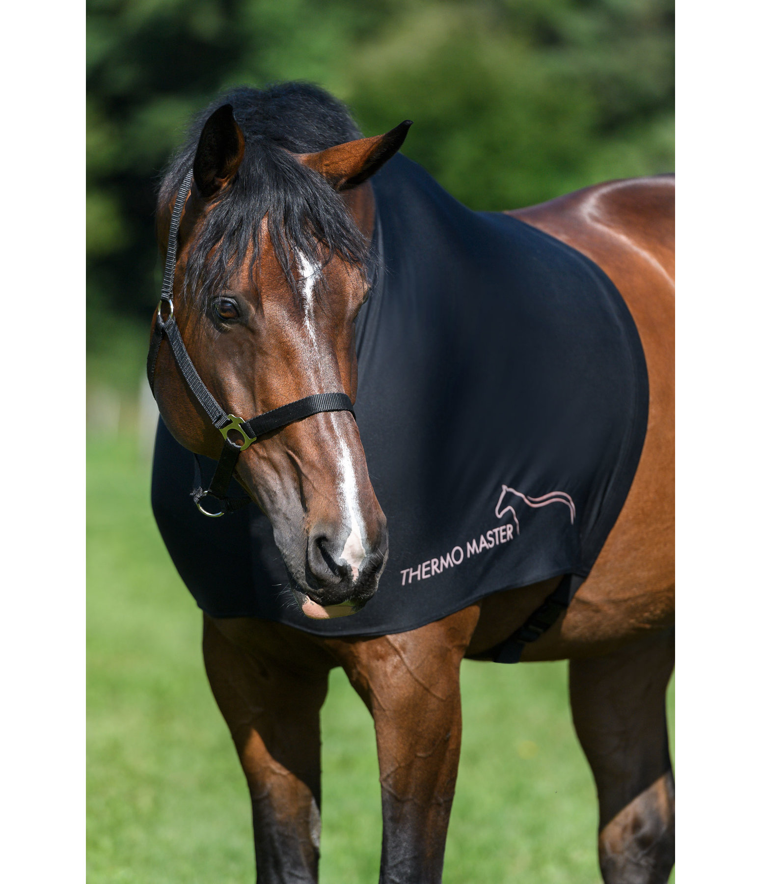 Schulterschutz für Pferde Cosy
