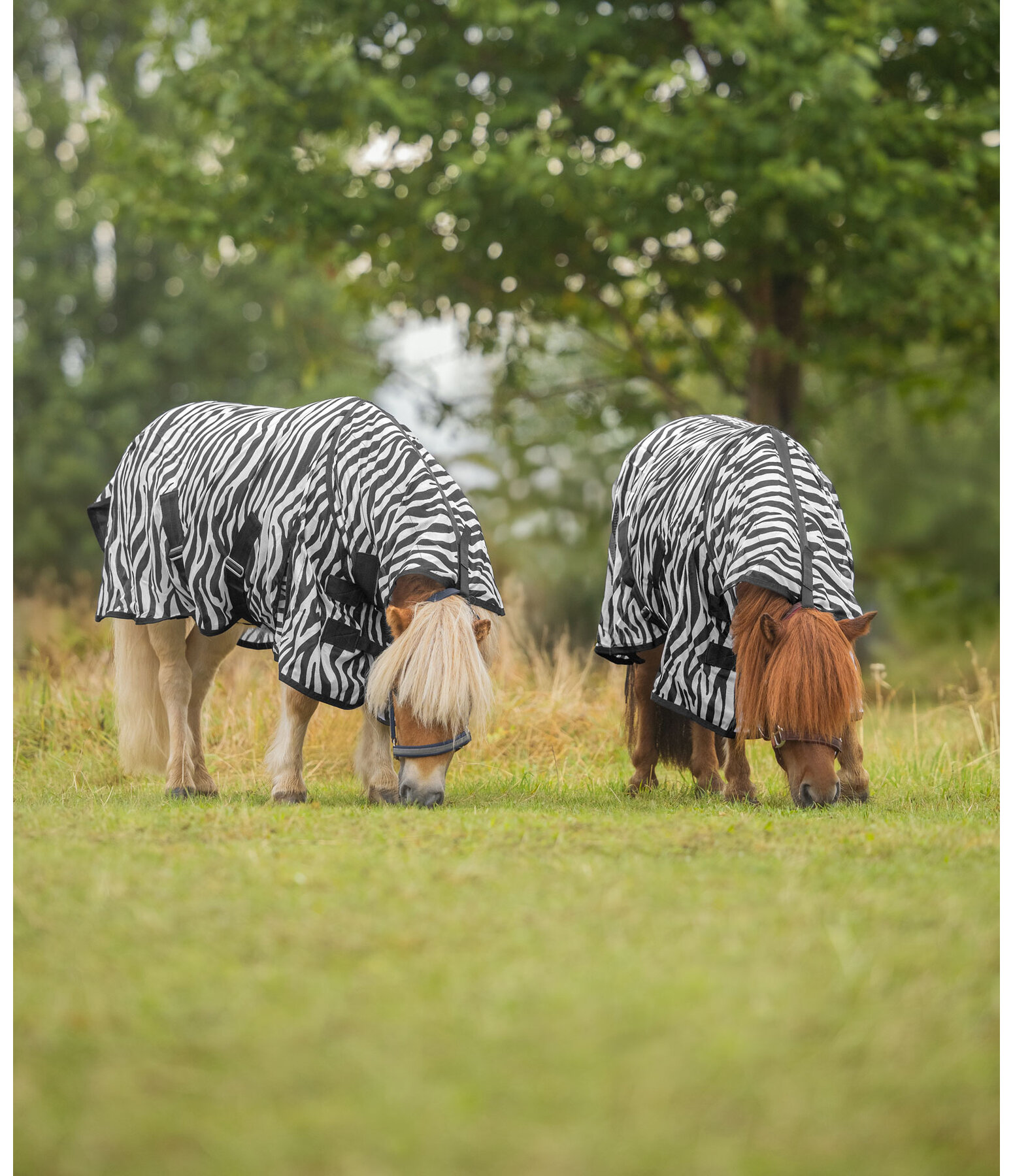 Zebra Fliegendecke Combo