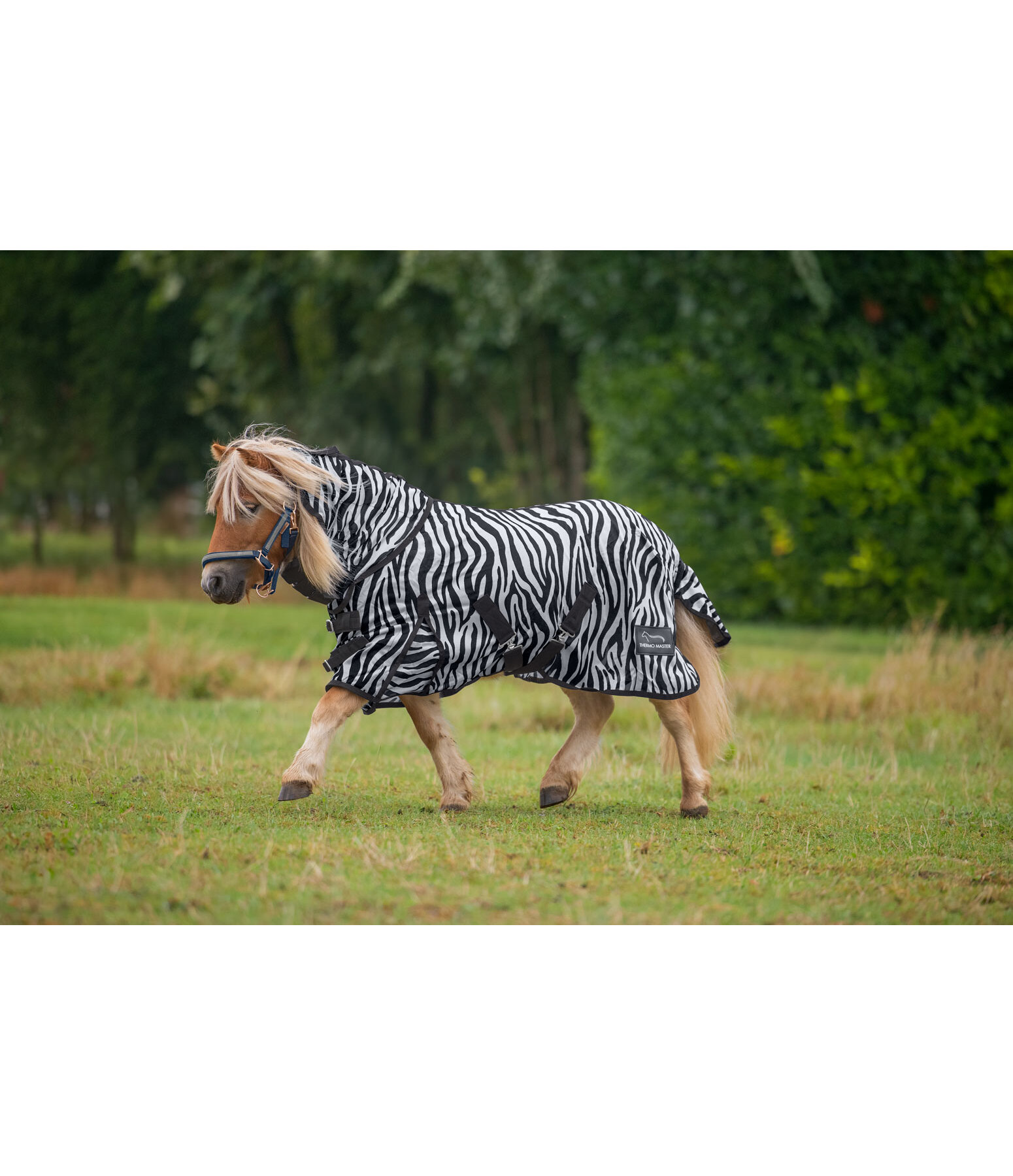 Zebra Fliegendecke Combo