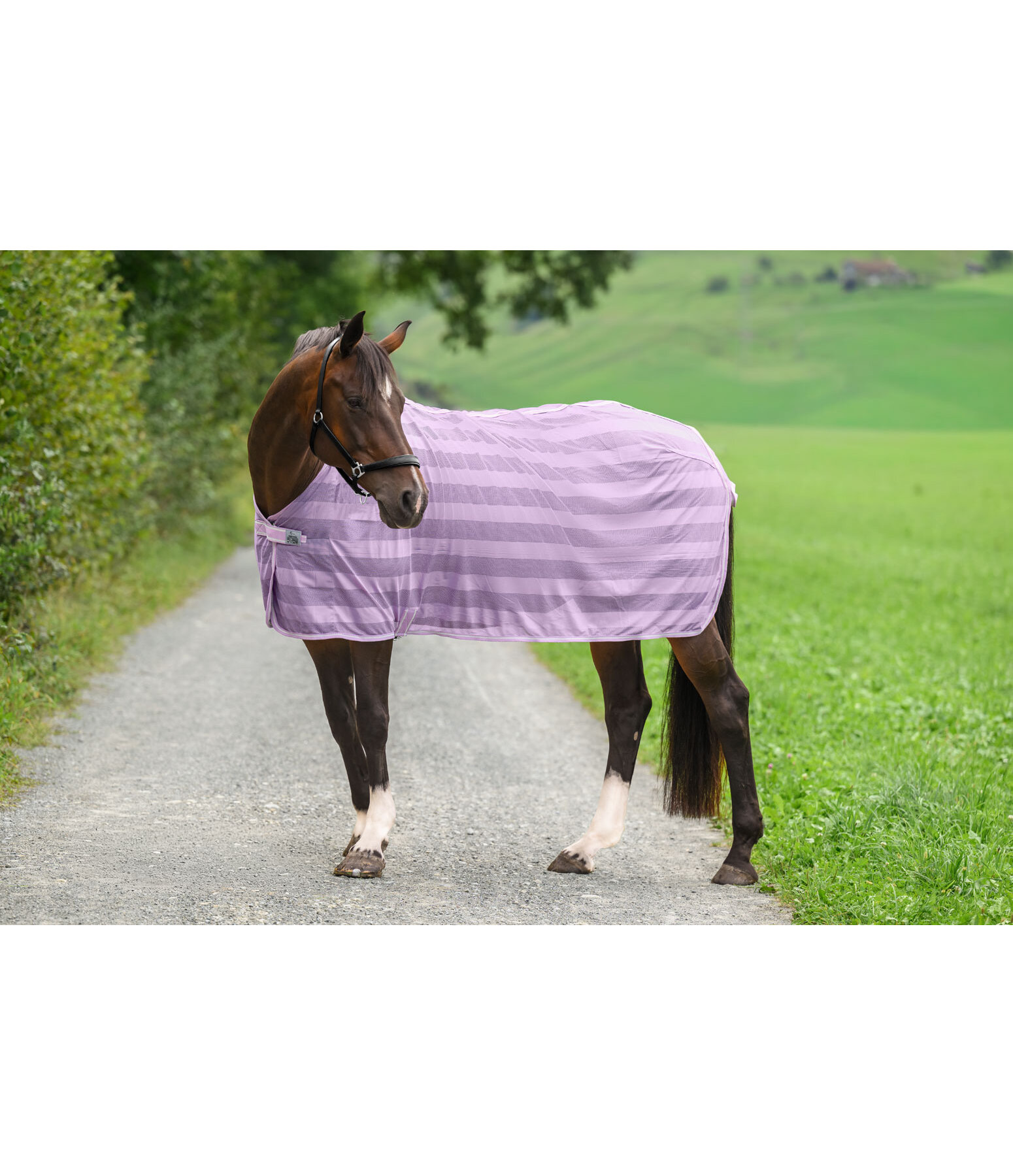 Fliegendecke Economy Light