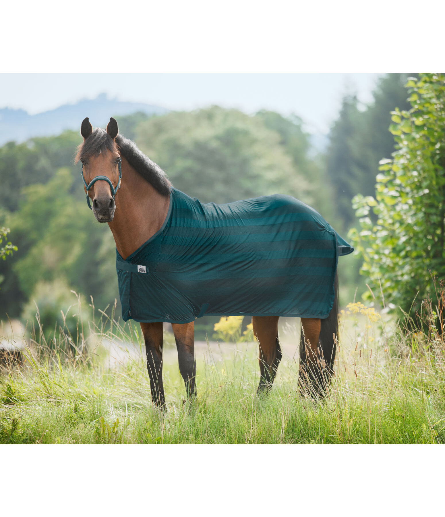 Fliegendecke Economy Light