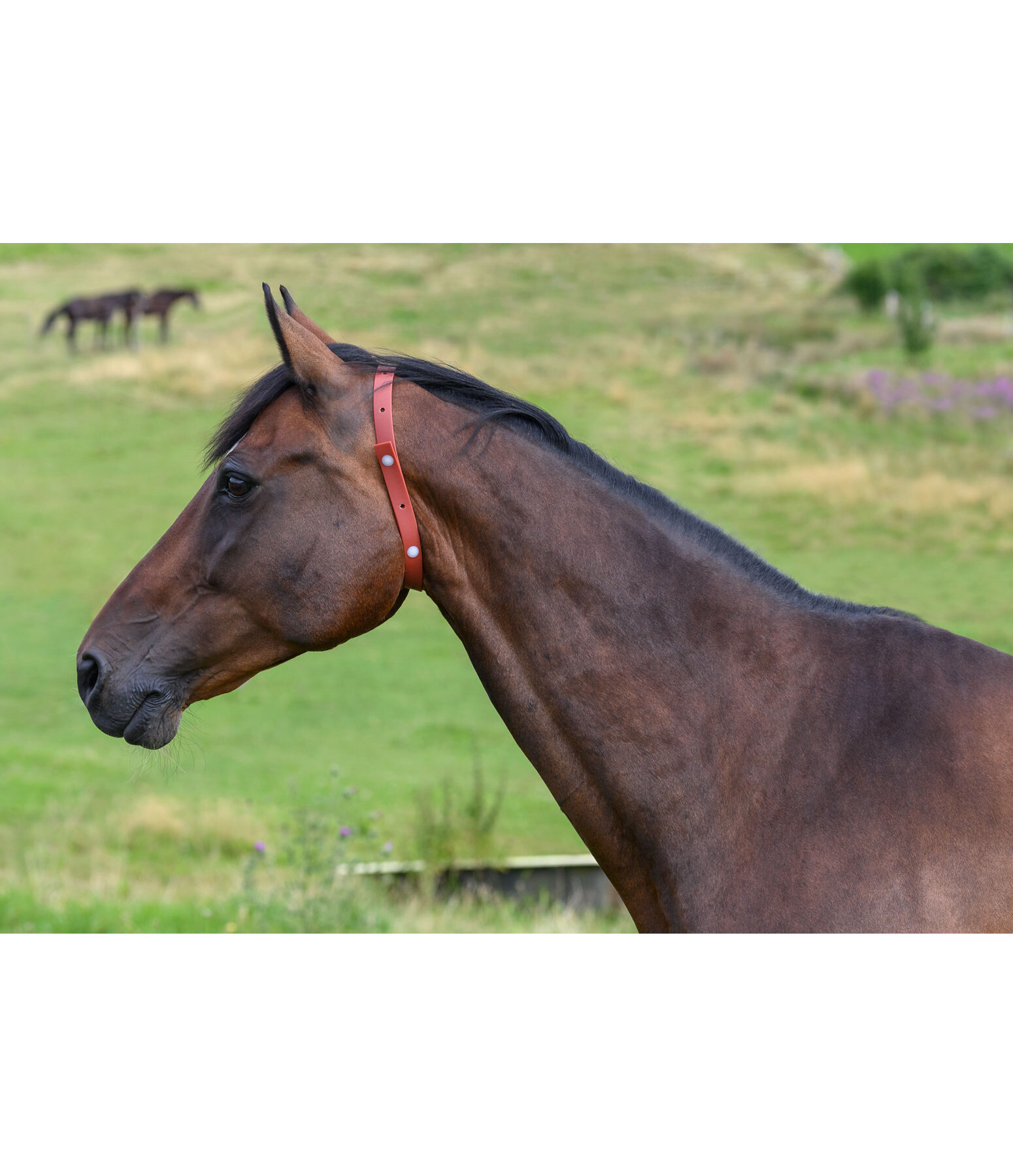 Insektenschutz-Halsband für Pferde