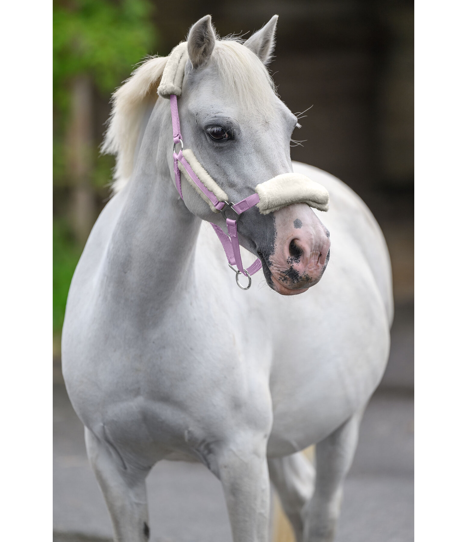 Fohlen- & Shetty-Teddyfleece-Halfter Cozy Adjustable