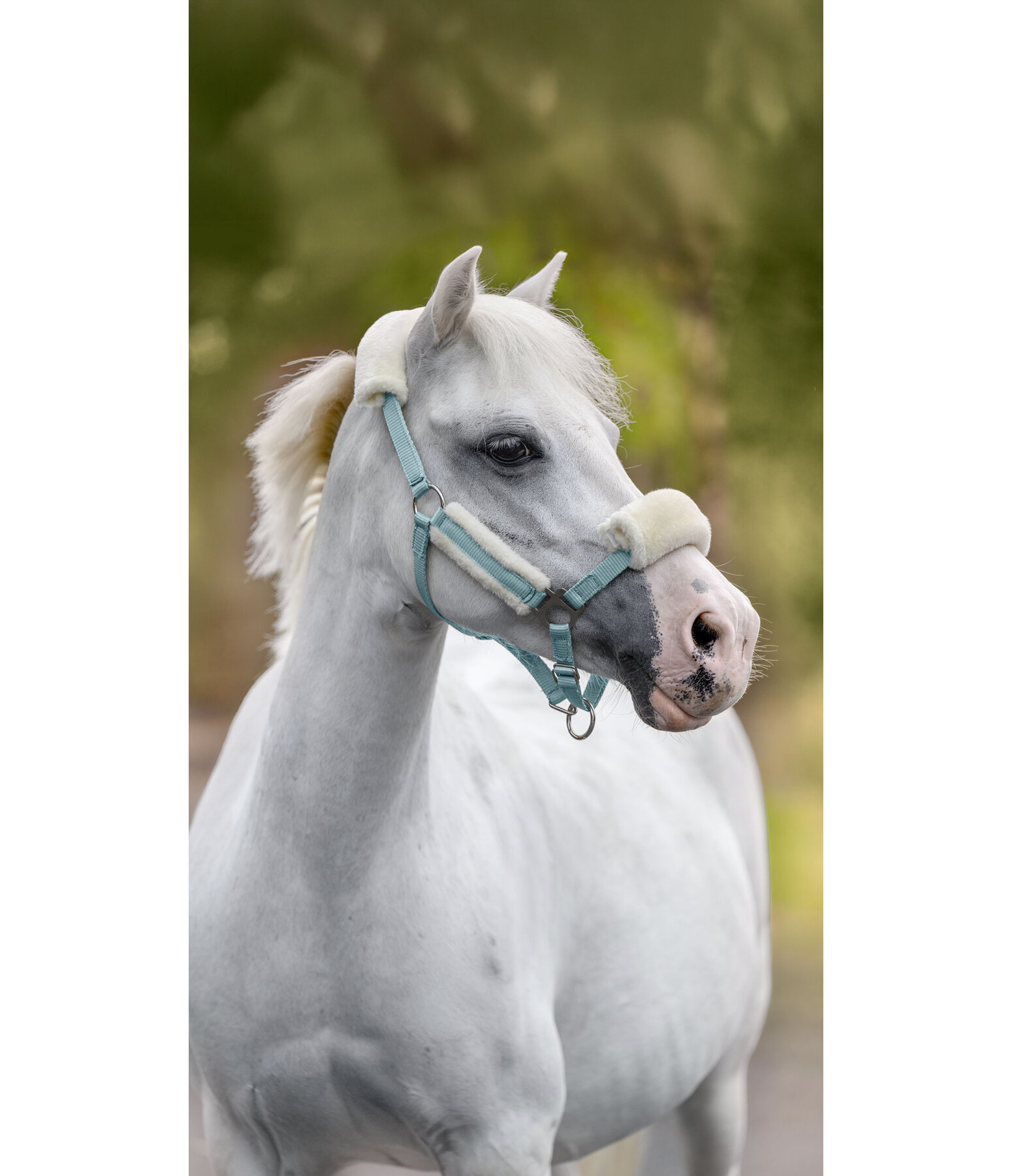 Fohlen- & Shetty-Teddyfleece-Halfter Cozy Adjustable