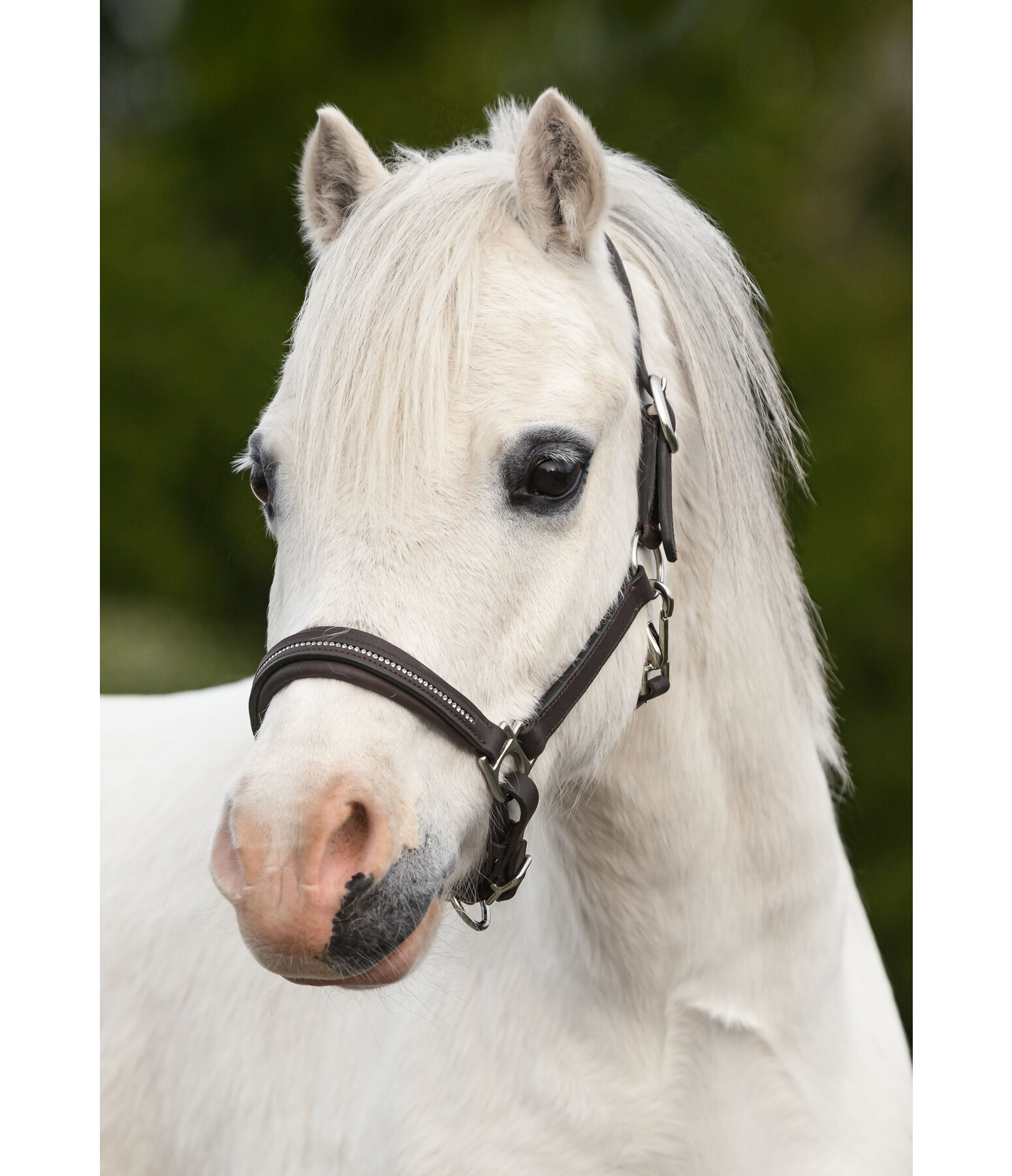 Fohlen- und Shetty-Lederhalfter Selina mit Glitzersteinen