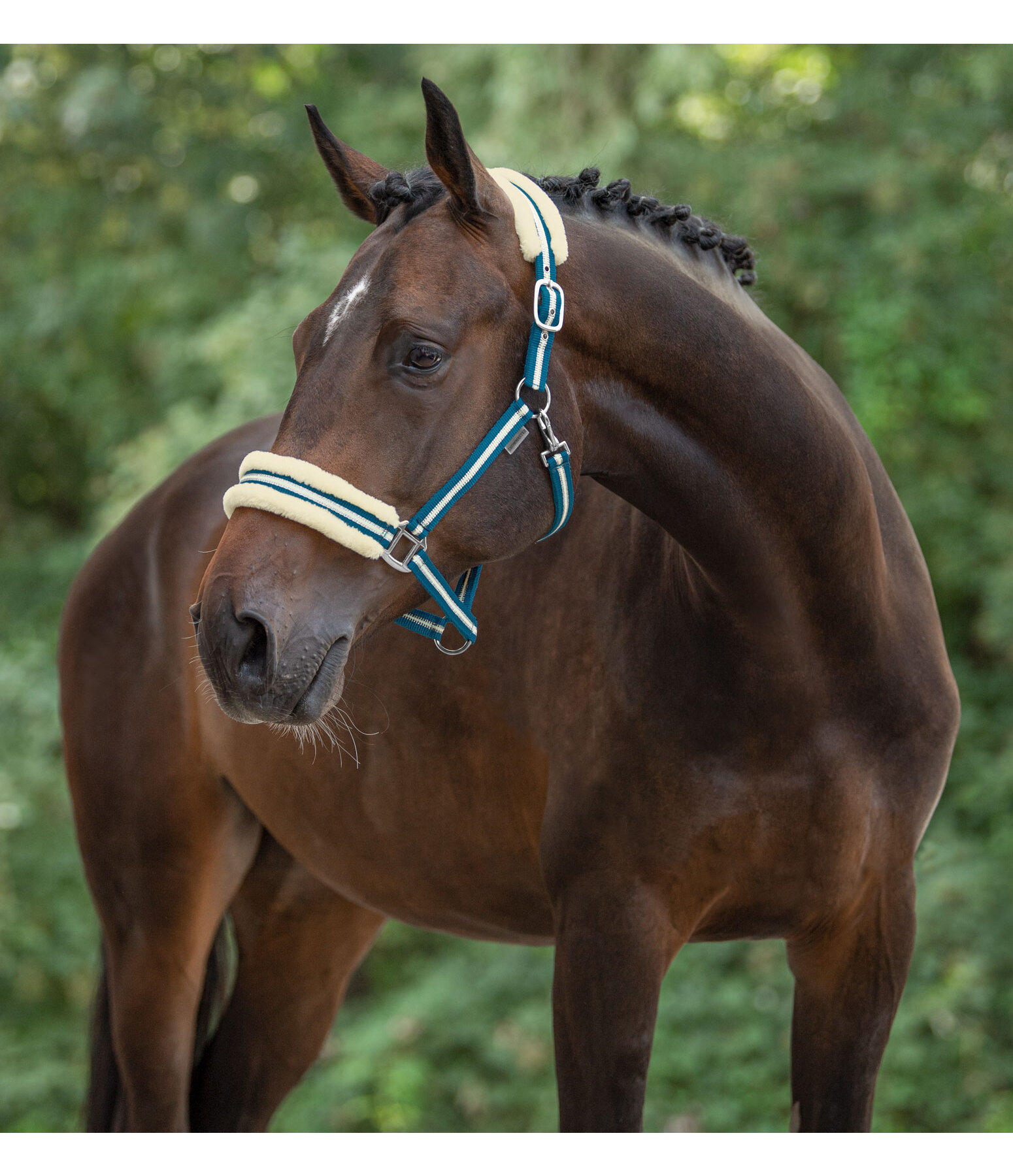 Halfter Shimmering Stripes