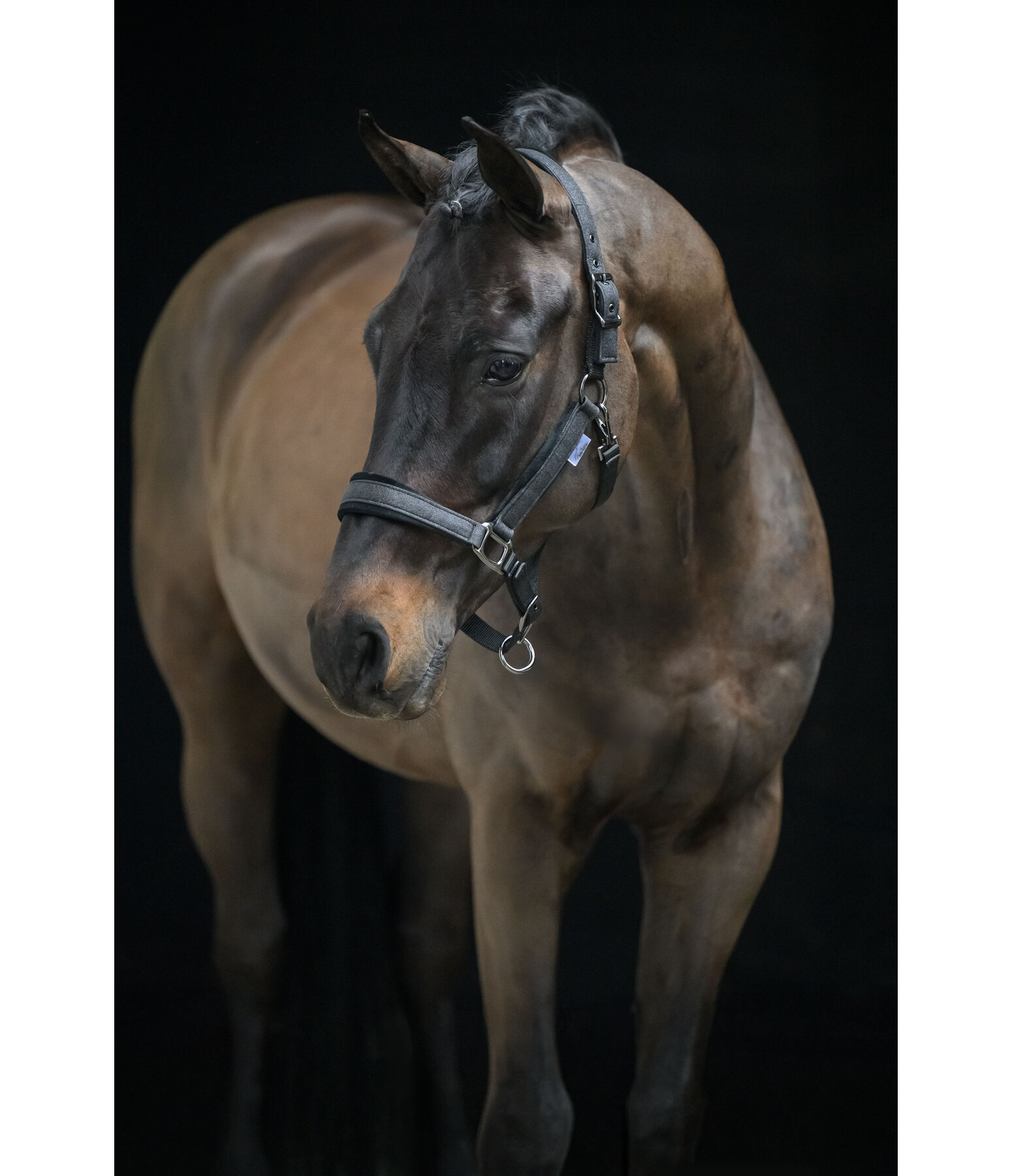 Halfter Velvet Twinkle