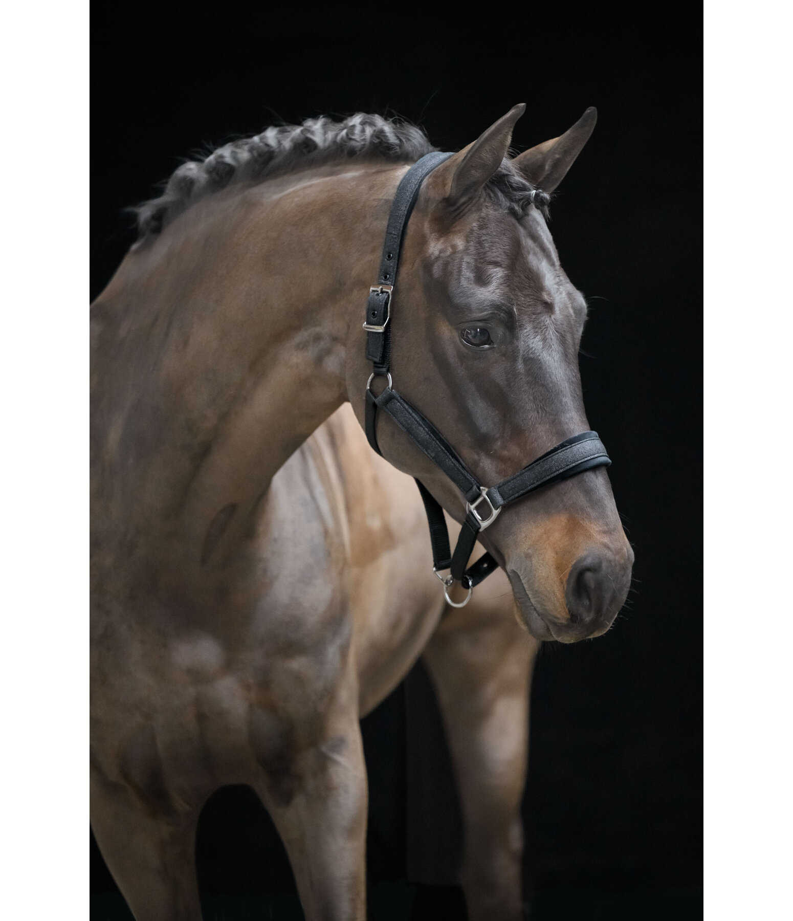 Halfter Velvet Twinkle