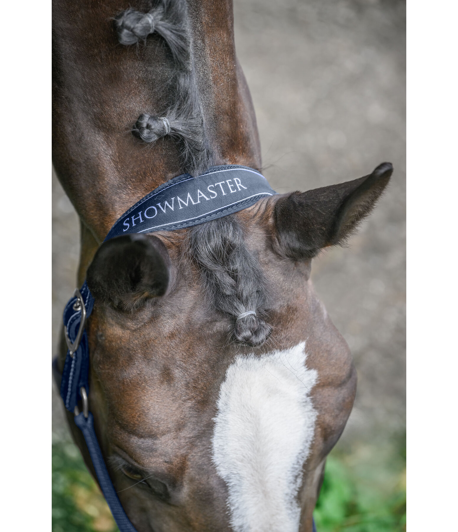 Halfter Cloud