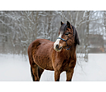 Knotenloses Halfter Bonny