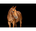 Kopfst�ck Crystal Dream