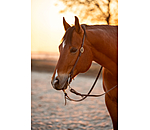 Einohr-Trainingskopfstck Harness