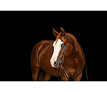 Einohr-Trainingskopfst�ck Harness