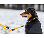 Hundehalsband Rope