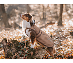 Nylon-Hundemantel Ally 2 in 1