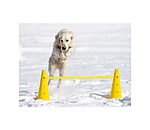 Agility Stangen