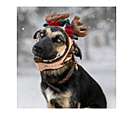 Weihnachtsgeweih Rudolph fr Hunde