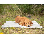 Hunde-Kuscheldecke Chill