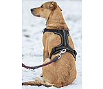 B-Ware:  Hundegeschirr mit Handschlaufe Adventure Seeker