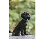 Hunde-Lederhalsband Nashville