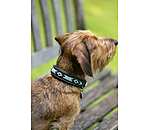 Hunde-Lederhalsband Nashville
