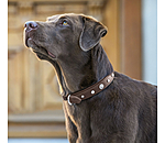 Hunde-Lederhalsband Chinook
