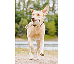 Tau-Spielzeug Jack für Hunde