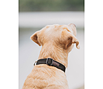 Hundehalsband Champ