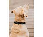 Hundehalsband Champ