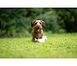 Quietsch-Spielzeug Unicorn f�r Hunde