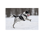 Hundegeschirr Expedition