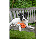 Hundespielzeug Chameleon