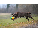 Hundespielzeug Pineapple