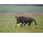 Hundespielzeug Pineapple