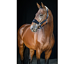 Teddyfleece-Halfter Equestrian Sports