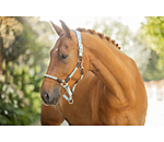 Anatomisches Halfter Sophistication