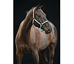 Halfter Swiss Design II