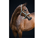 Halfter Essential II