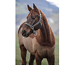 Halfter Essential II