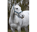Halfter Twinkle